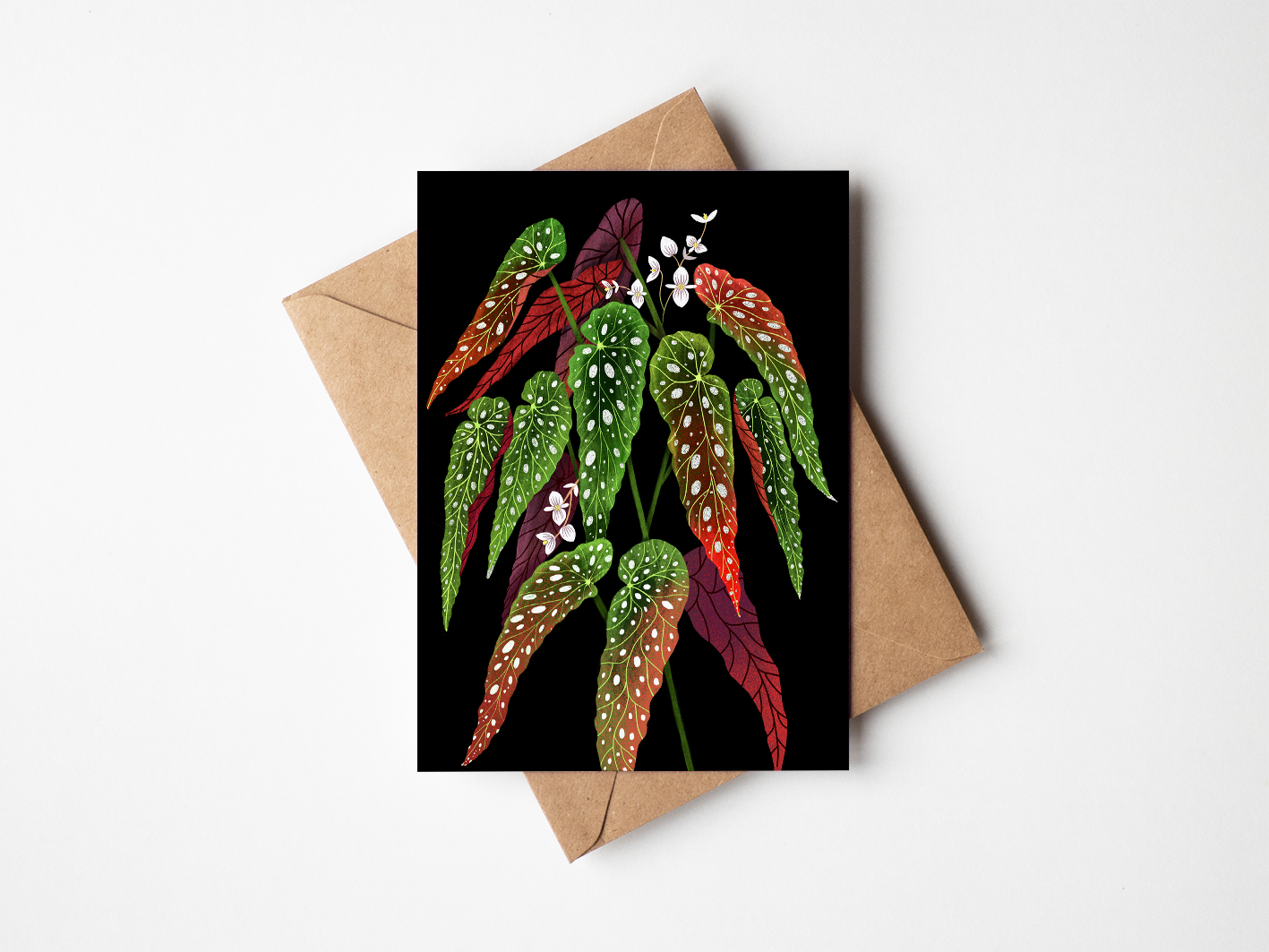 Begonia maculata