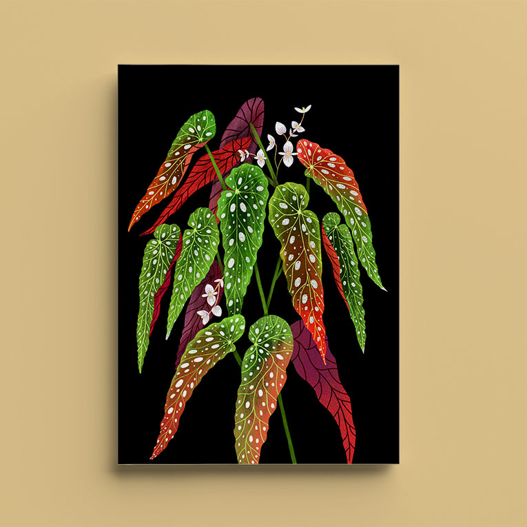Tækifæriskort opnanlegt - Begonia Maculata