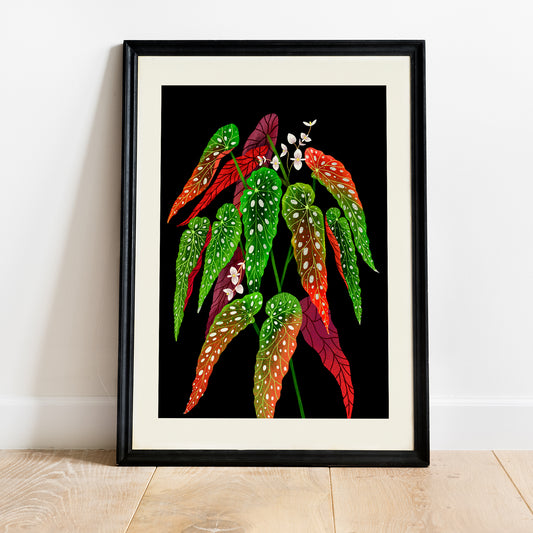 Veggspjald - Begonia Maculata