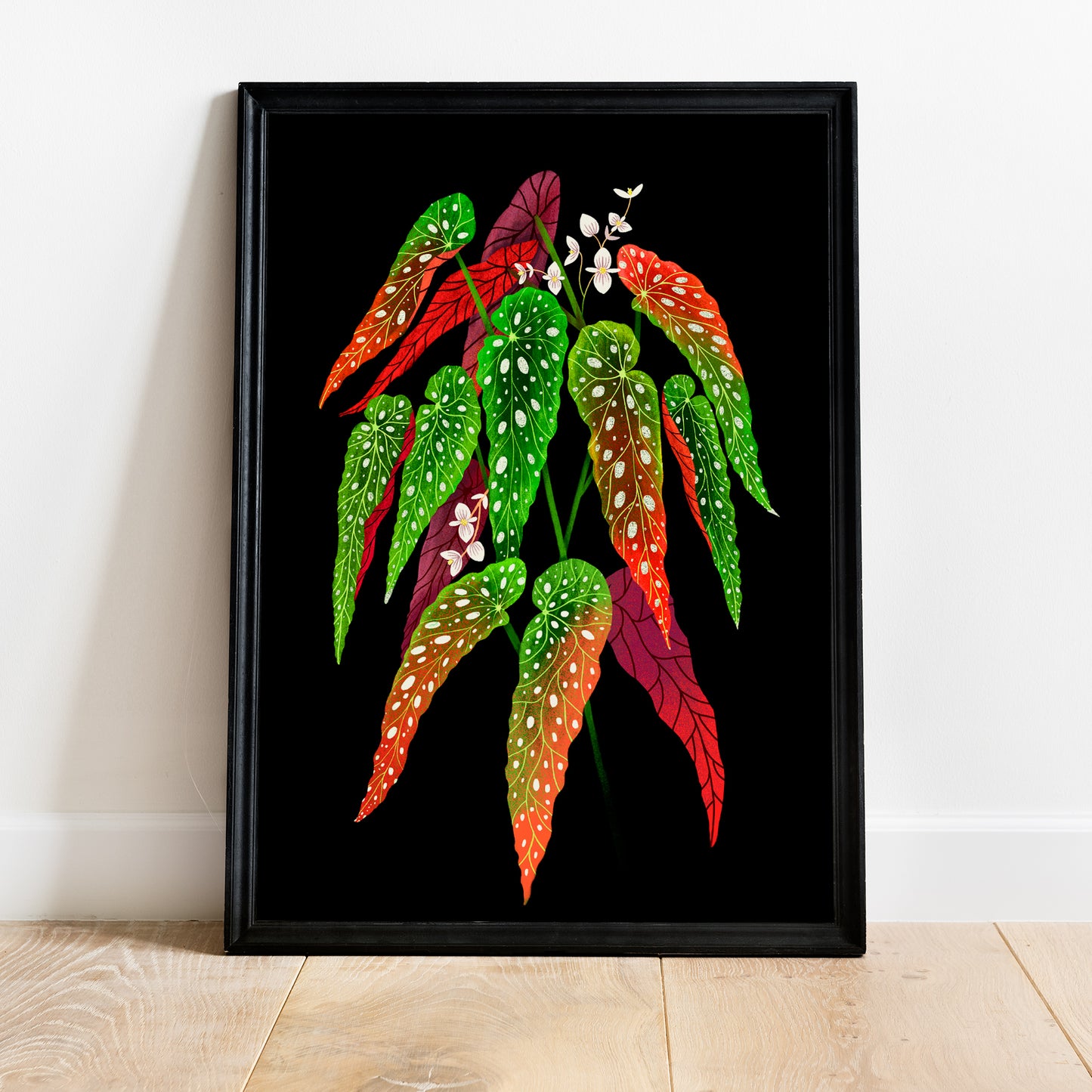 Veggspjald - Begonia Maculata