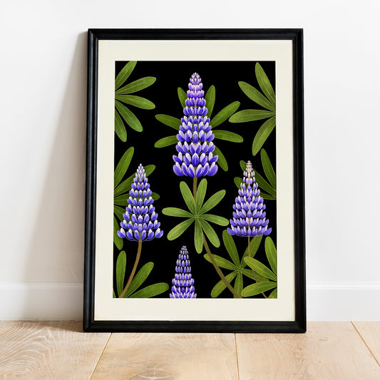 Veggspjald - Lúpínur