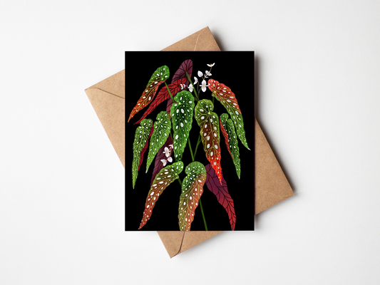 Begonia maculata