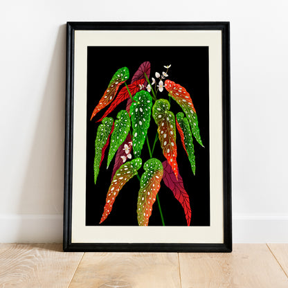 Veggspjald - Begonia Maculata