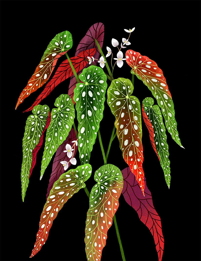 Begonia Maculata