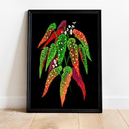 Veggspjald - Begonia Maculata