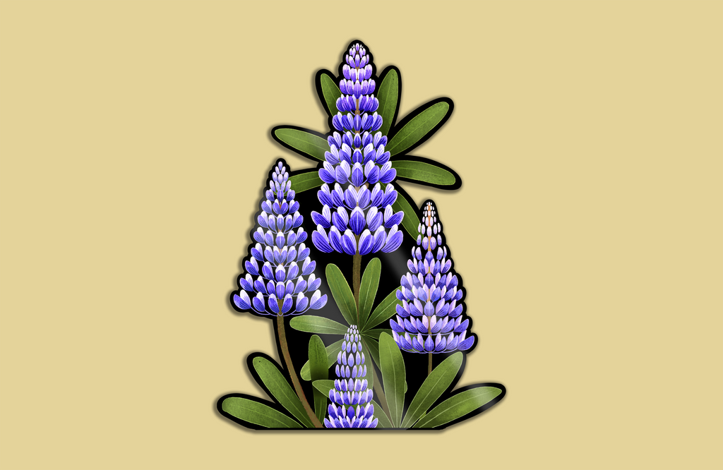 Límmiði - Lúpínur